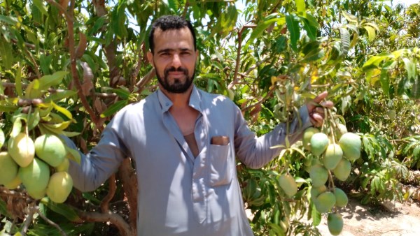 موسم جمع المانجو بجنوب سيناء 