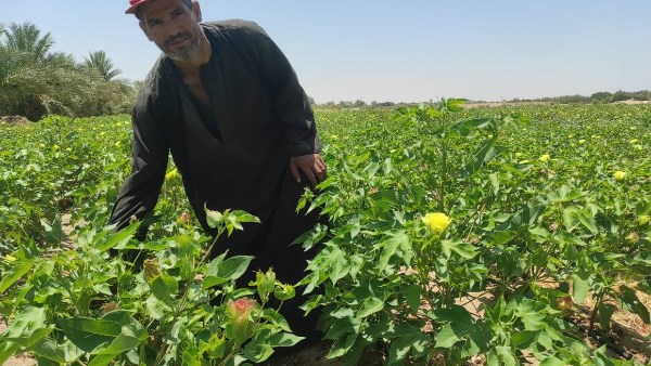 القطن في مزارع طور سيناء 
