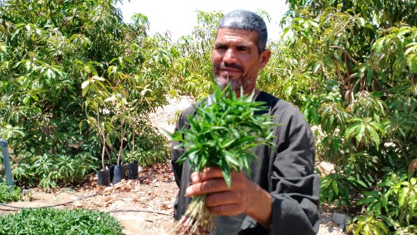 الشاي الأخضر بطور سيناء 