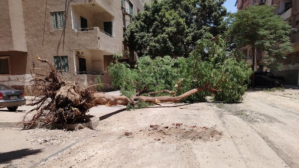 بدون إصابات.. سقوط شجرة ضخمة في حلوان| صور