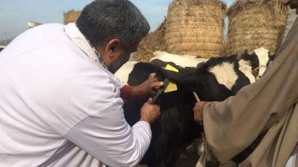 بيطري دمياط : تطعيم أكثر من 64 ألف رأس ماشية ضد الحمى القلاعية والوادي المتصدع
