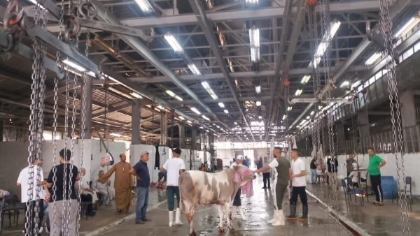 "بيطري أسوان": ذبح 1068 رأس ماشية بالمجازر الآلية المعتمدة خلال ثالث أيام العيد