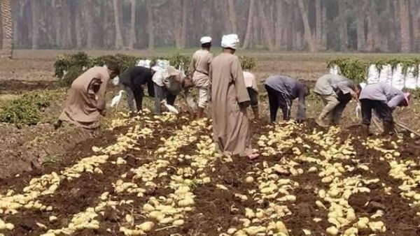 مديرية الزراعة بدمياط: زراعة 3500 فدان من محصول البطاطا و2050 من محصول الذرة