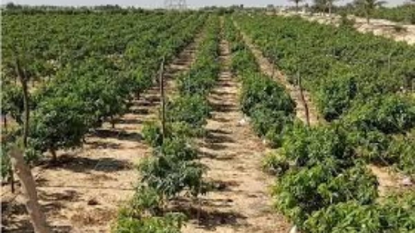"الزراعة": التغيرات المناخية الحالية تُحدث تأثيرات واضحة على الزراعة