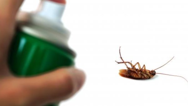 احذر الصراصير في المنزل.. تؤدي إلى الإصابة بهذه الأمراض
