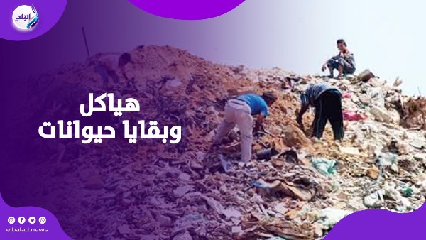 العثور على بقايا حيوانات