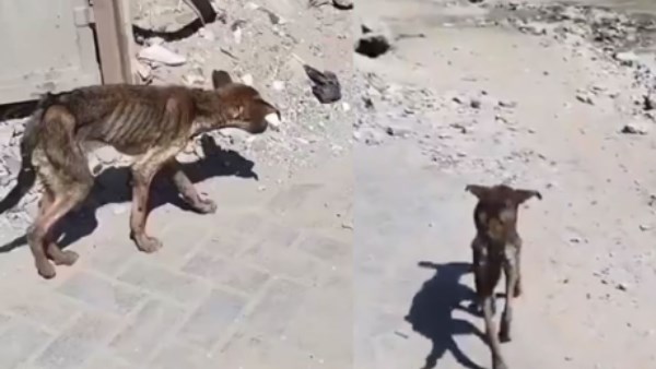 الكلاب بقطاع غزة