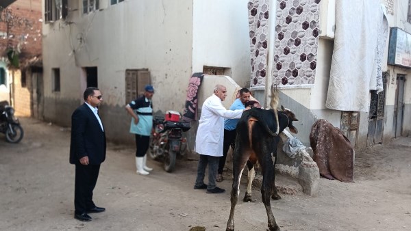 حملة قومية لتحصين الماشية ضد الحمى القلاعية والوادي المتصدع 