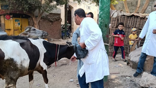 تحصين الثروة الحيوانية 