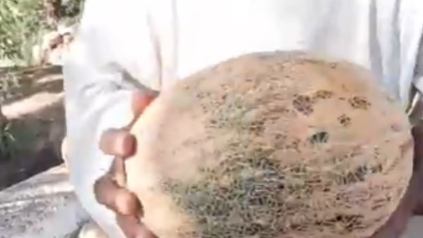 كوز العسل