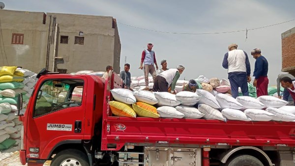 توريد أكثر من 25000 طن من الأقماح المحلية فى محافظة الأقصر