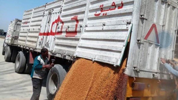 توريد القمح بأسوان 