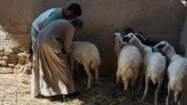 إنتاج حيواني