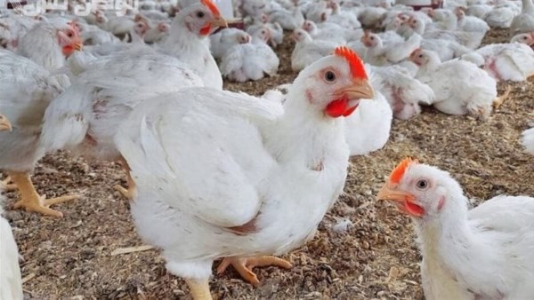 أسعار الدواجن والبيض فى الوادى الجديد اليوم الخميس