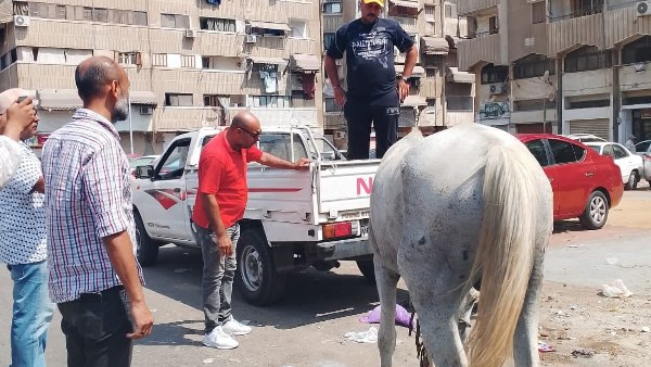 رئيس مدينة بورفؤاد : حملة مكبرة لمصادرة الدواب الهائمة من شوارع المدينة
