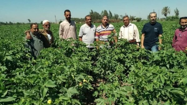 زراعة الشرقية