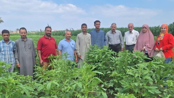 زراعة الشرقية تنظم يوم حقلي للنهوض بمحصول القطن المحمل على السمسم