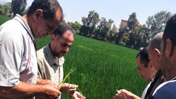 زراعة الشرقية تُنفذ يوما حقليا للنهوض بمحصول الأرز بالزقازيق
