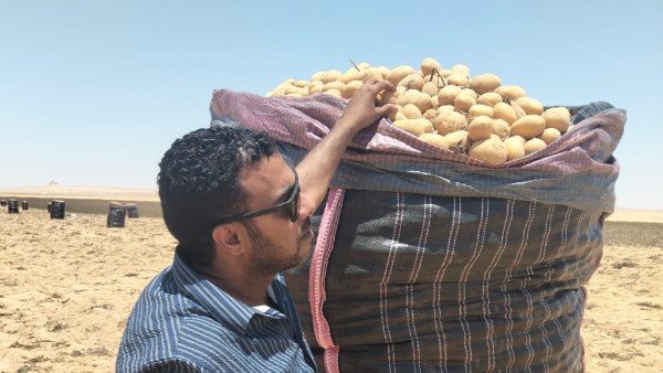 البطاطس 
