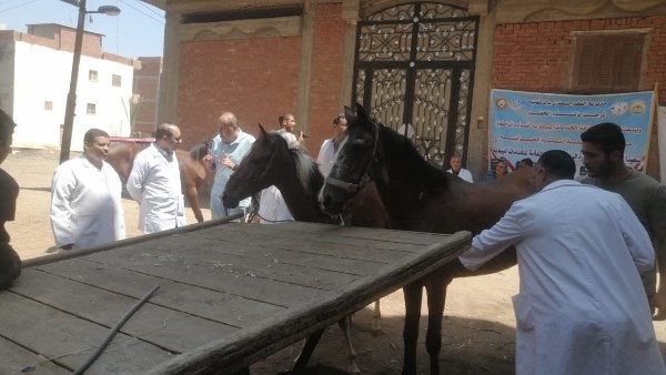 قافلة بيطرية مجانية