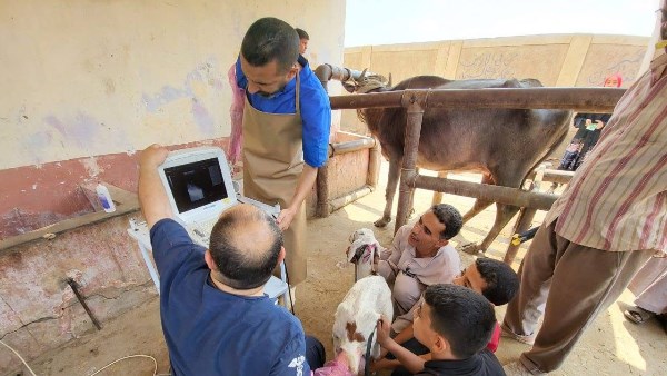 الزراعة: تلقيح اصطناعي لأكثر من 35 ألف رأس ماشية