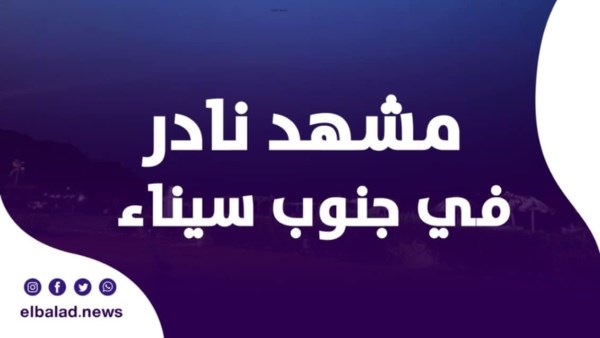 مشهد نادر في جنوب سيناء