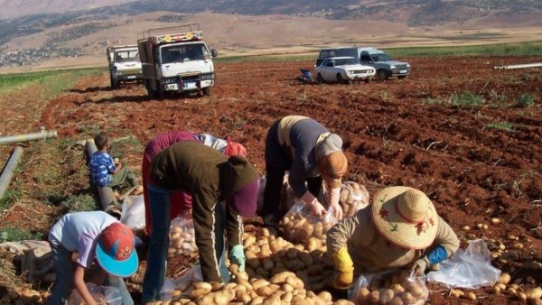 عمليات زراعة في سوريا