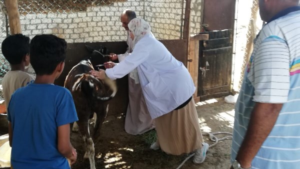 انطلاق الحملة القومية لتحصين الماشية ضد الحمى القلاعية والوادي المتصدع بالبحر الأحمر