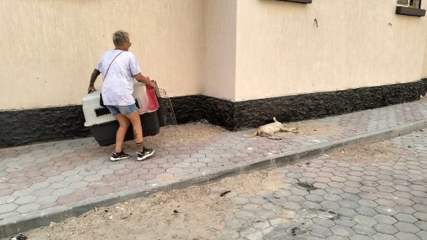 صورة موضوعية