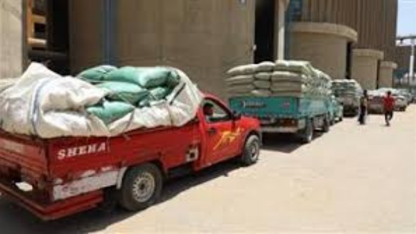 محافظ بني سويف: استلام 283 ألفًا و588 طن قمح منذ بدء موسم التوريد