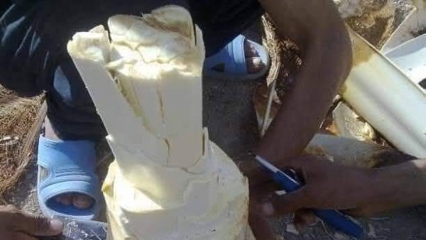 لب النخيل 
