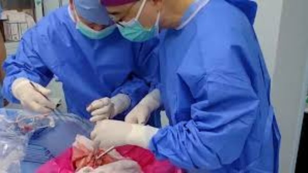 لأول مرة في العالم.. نجاح زراعة رئة خنزير معدل وراثيًا لمريض متوفى دماغيًا 