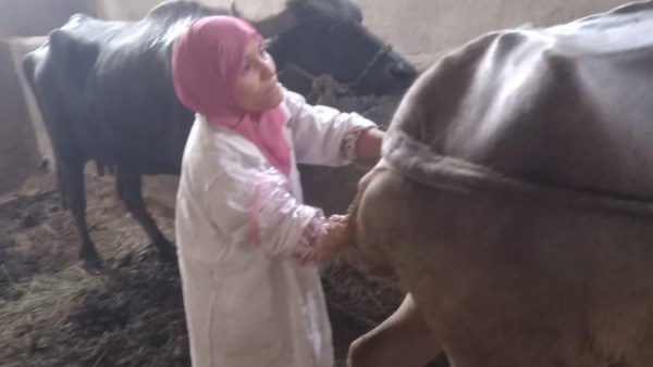 تحصين الثروة الحيوانية 