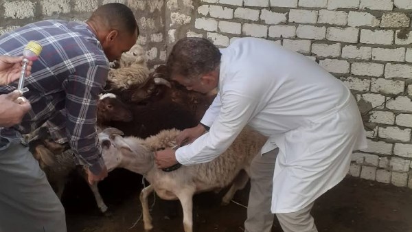تحصين 181 ألف رأس ماشية ضد الأمراض الوبائية بالمنيا