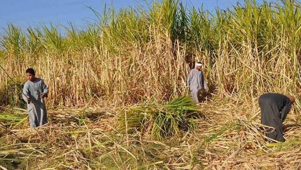نقلة نوعية في الزراعة بالأقصر.. توسع في صنف 