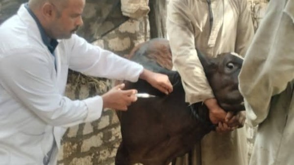حملة تحصين كبرى للماشية بالأقصر تطال أكثر من 32 ألف رأس ضد الأمراض الوبائية