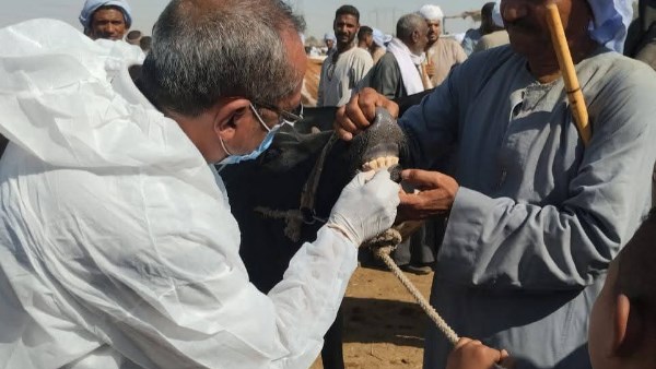 الطب البيطري بالأقصر يحقق إنجازات في تحسين السلالات والتأمين على الماشية