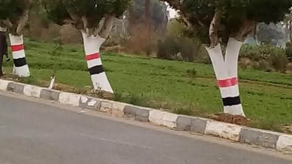 إسنا تتجمل.. دهان الأشجار بعلم مصر وحملة لتزيين الميادين والشوارع