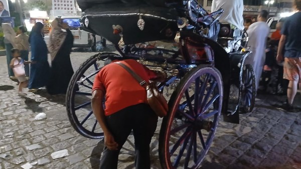 ضبط عربة كارو مخالفة  وتحرير 10 محاضر نظافة لعربات الحنطور  خلال حملة مكبرة بمدينة الأقصر 