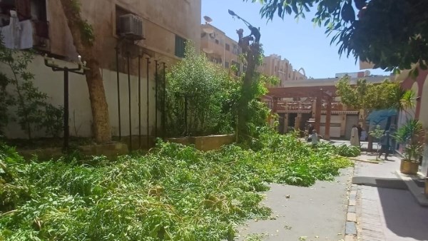محافظ أسوان يقرر توقيع غرامة مالية لأحد الفنادق بسبب الأشجار