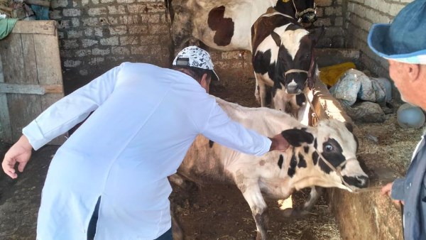 مديرية الطب البيطري تتابع أعمال لجان التحصين ضمن الحملة القومية الطارئة