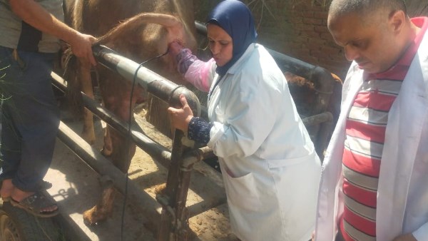 حملات بيطرية بالغربية 