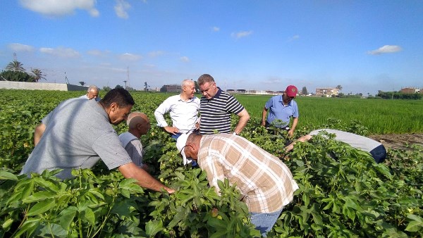 الزراعة: تأهيل صوبتين لإنتاج المفترس الأكاروسي وتجهيز معمل الترايكوجراما بالشرقية