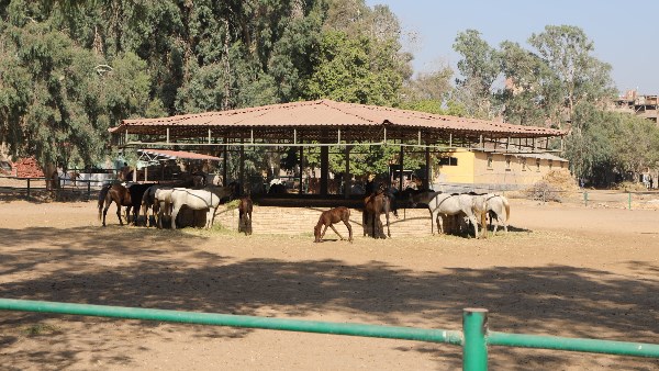 محطة الزهراء للخيول 
