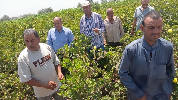 الإرشاد الزراعي 
