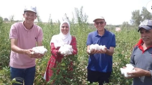 نجاح تجربة القطن
