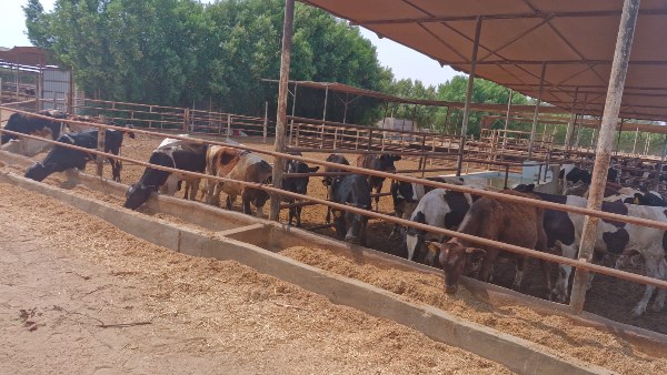 الماشية