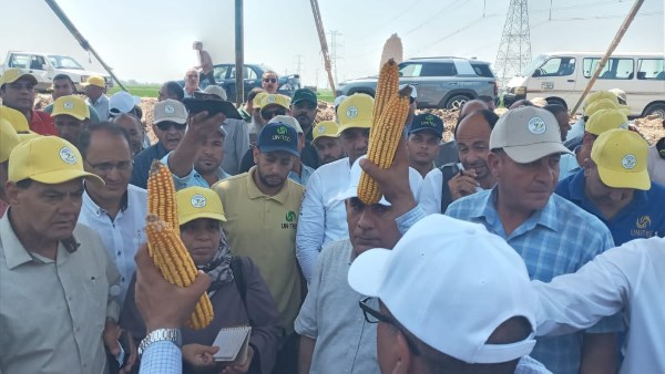 يوم حقلى للذرة الشامية