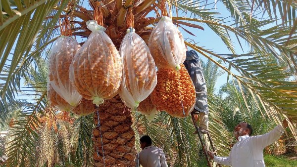 التمور