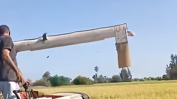 الأرز 